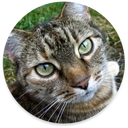 ComicReaderUltimate Ապրանքանիշ