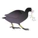 Logo aplikácie Coot