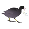 Лого на „Coot“