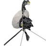 Logo de Sound Probe