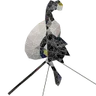 Логотип Sound Probe